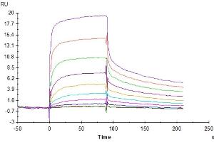 Human FcRn, His Tag captured on CM5 Chip via Anti-His Antibody can bind Human IgG4 Fc, No Tag with an affinity constant of 1. (IgG4 Fc (AA 99-326) (Active) 蛋白)