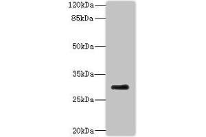 Western blot All lanes: PROCR antibody at 2 μg/mL + Mouse lung tissue Secondary Goat polyclonal to rabbit at 1/10000 dilution Predicted band size: 27 kDa Observed band size: 27 kDa (PROCR 抗体  (AA 18-210))