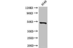 Western Blot Positive WB detected in: A549 whole cell lysate All lanes: EIF4A3 antibody at 3 μg/mL Secondary Goat polyclonal to rabbit IgG at 1/50000 dilution Predicted band size: 47 kDa Observed band size: 47 kDa (EIF4A3 抗体  (AA 6-166))
