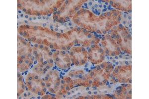 IHC-P analysis of kidney tissue, with DAB staining. (OPA3 抗体  (AA 11-179))