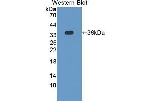 Western Blotting (WB) image for anti-Secretagogin, EF-Hand Calcium Binding Protein (SCGN) (AA 1-276) antibody (ABIN7436363)