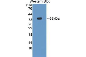 Detection of Recombinant SCGN, Human using Polyclonal Antibody to Secretagogin (SCGN) (SCGN 抗体  (AA 1-276))