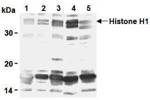 Western Blotting (WB) image for anti-H1 Histone Family, Member 0 (H1F0) antibody (ABIN1449237) (Histone H1 抗体)
