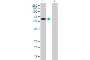 Western Blot analysis of GRB7 expression in transfected 293T cell line by GRB7 MaxPab polyclonal antibody. (GRB7 抗体  (AA 1-532))