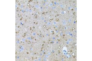 Immunohistochemistry of paraffin-embedded rat brain using NTF4 antibody (ABIN5970439) at dilution of 1/100 (40x lens). (Neurotrophin 4 抗体)