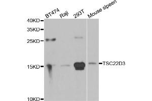 Western blot analysis of extracts of various cell lines, using TSC22D3 antibody (ABIN5974107) at 1/1000 dilution. (TSC22D3 抗体)
