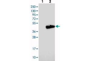 Western blot analysis of Lane 1: Negative control (vector only transfected HEK293T lysate), Lane 2: Over-expression Lysate (Co-expressed with a C-terminal myc-DDK tag (~3. (ADPRHL2 抗体)