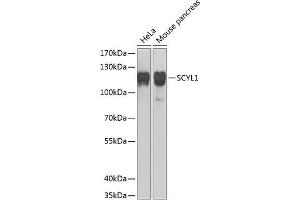 Western blot analysis of extracts of various cell lines, using SCYL1 Antibody  at 1:1000 dilution. (SCYL1 抗体  (AA 460-740))