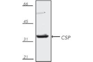 Western blot analysis of mouse brain tissue extract, probed with CSP, pAb. (DNAJC5 抗体  (C-Term))