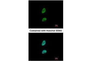 Immunofluorescence (IF) image for anti-PSME3 (PSME3) antibody (ABIN2856424)