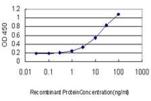 ELISA image for anti-V-Ral Simian Leukemia Viral Oncogene Homolog B (Ras Related, GTP Binding Protein) (Ralb) (AA 89-183) antibody (ABIN519627)