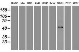 Western blot analysis of extracts (35 µg) from 9 different cell lines by using anti-FOXA1 monoclonal antibody. (FOXA1 抗体  (AA 1-473))