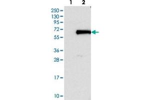 Western blot analysis of Lane 1: Negative control (vector only transfected HEK293T lysate). (FOXN2 抗体)