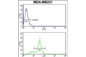 Flow cytometry analysis of MDA-MB231 cells (bottom histogram) compared to a negative control cell (top histogram). (CPN2 抗体  (N-Term))