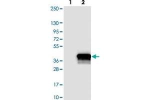 Western blot analysis of Lane 1: Negative control (vector only transfected HEK293T lysate). (C1orf35 抗体)