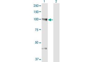 Western Blot analysis of NEDD9 expression in transfected 293T cell line by NEDD9 monoclonal antibody (M01A), clone 1B4.