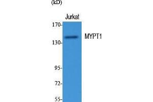 Western Blot (WB) analysis of specific cells using MYPT1 Polyclonal Antibody. (PPP1R12A 抗体  (Thr103))