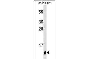UBL5 Antibody (ABIN1539868 and ABIN2843841) western blot analysis in mouse heart tissue lysates (35 μg/lane). (UBL5 抗体)