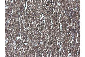 Image no. 2 for anti-Granzyme B (GZMB) (AA 21-247) antibody (ABIN1491198) (GZMB 抗体  (AA 21-247))