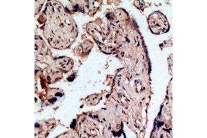 Immunohistochemical analysis of Endothelin B Receptor staining in human placenta formalin fixed paraffin embedded tissue section. (EDNRB 抗体  (N-Term))
