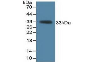 Western blot analysis of recombinant Mouse KHDRBS1. (KHDRBS1 抗体  (AA 156-381))