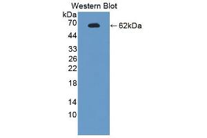 Western blot analysis of the recombinant protein. (Endonuclease G 抗体  (AA 1-294))