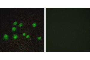 Peptide - +Immunofluorescence analysis of A549 cells, using ELOA2 antibody.