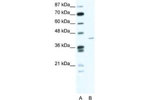 Western Blotting (WB) image for anti-Zinc Finger Protein 568 (ZNF568) antibody (ABIN2461069) (ZNF568 抗体)