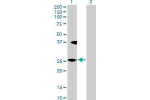 Western Blot analysis of LFNG expression in transfected 293T cell line by LFNG MaxPab polyclonal antibody. (LFNG 抗体  (AA 1-250))