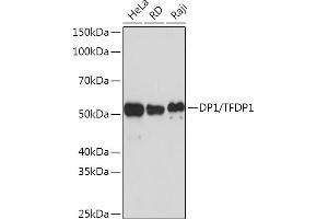 Western blot analysis of extracts of various cell lines, using DP1/TFDP1 Rabbit mAb (ABIN7270891) at 1:1000 dilution. (DP1 抗体)