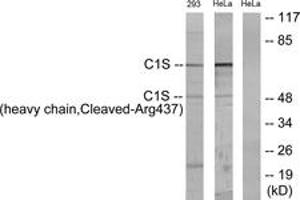 Western blot analysis of extracts from 293/HeLa cells, treated with etoposide 25uM 1h, using C1S (heavy chain,Cleaved-Arg437) Antibody. (C1S 抗体  (Cleaved-Arg437))