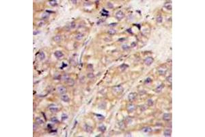 Image no. 3 for anti-SMAD Specific E3 Ubiquitin Protein Ligase 1 (SMURF1) (N-Term) antibody (ABIN357469) (SMURF1 抗体  (N-Term))