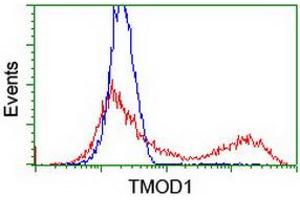 HEK293T cells transfected with either RC201134 overexpress plasmid (Red) or empty vector control plasmid (Blue) were immunostained by anti-TMOD1 antibody (ABIN2454774), and then analyzed by flow cytometry. (Tropomodulin 1 抗体)