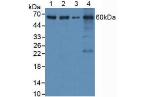 Western blot analysis of (1) Human HeLa cells, (2) Human HepG2 Cells, (3) Mouse RAW2647 Cells and (4) Mouse Spleen Tissue. (Caspase 8 抗体  (AA 385-479))