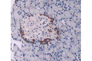 IHC-P analysis of pancreas tissue, with DAB staining. (UCP1 抗体  (AA 179-296))
