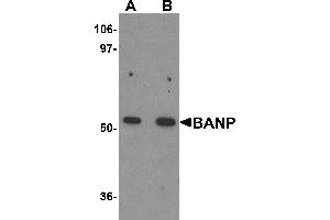 Western Blotting (WB) image for anti-Protein BANP (BANP) (Middle Region) antibody (ABIN1030879) (BANP 抗体  (Middle Region))