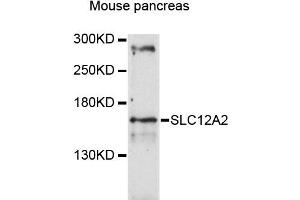 Western blot analysis of extracts of mouse pancreas, using SLC12A2 antibody (ABIN4905174) at 1:3000 dilution. (SLC12A2 抗体)