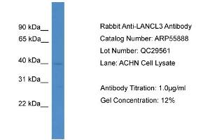 WB Suggested Anti-LANCL3  Antibody Titration: 0. (LANCL3 抗体  (C-Term))