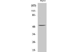 Western Blot analysis of HepG2 cells using MMP-1 Polyclonal Antibody diluted at 1:1000. (MMP1 抗体  (AA 380-460))