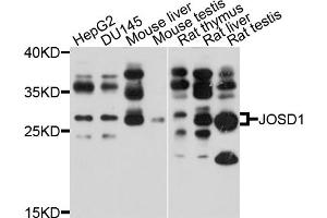 Western blot analysis of extracts of various cell lines, using JOSD1 antibody (ABIN4904114) at 1:1000 dilution. (JOSD1 抗体)