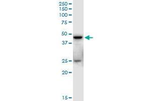 SHARPIN MaxPab polyclonal antibody. (SHARPIN 抗体  (AA 1-326))