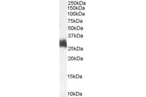 ABIN185649 (1µg/ml) staining of Human Bone Marrow lysate (35µg protein in RIPA buffer). (FOSL1 抗体  (Internal Region))