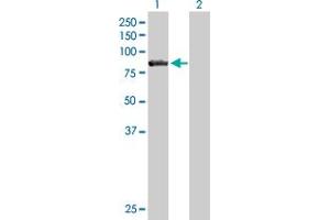 Western Blot analysis of CARS expression in transfected 293T cell line by CARS MaxPab polyclonal antibody. (CARS 抗体  (AA 1-748))