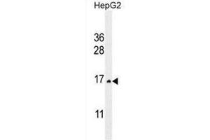 CST9 Antibody (C-term) western blot analysis in HepG2 cell line lysates (35µg/lane). (CST9 抗体  (C-Term))