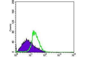 Flow cytometric analysis of MSCS cells using DDX4 mouse mAb (green) and negative control (purple). (DDX4 抗体)