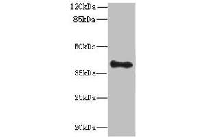 Western blot All lanes: TFEC antibody at 3 μg/mL + MDA-MB-231 whole cell lysate Secondary Goat polyclonal to rabbit IgG at 1/10000 dilution Predicted band size: 39, 36, 23, 32 kDa Observed band size: 39 kDa (TFEC 抗体  (AA 1-197))