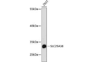 SLC25A38 antibody  (AA 140-220)