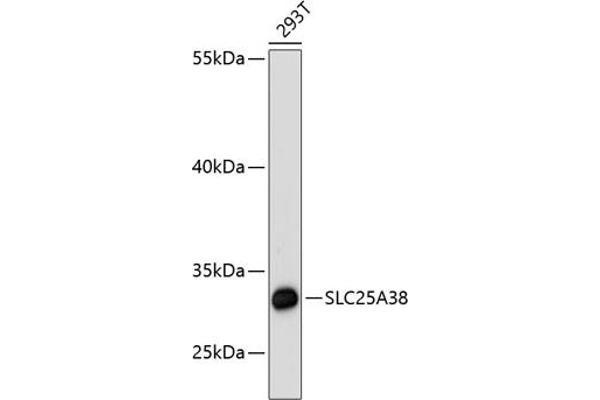 SLC25A38 antibody  (AA 140-220)