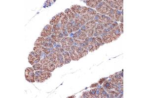 Immunohistochemistry (IHC) image for anti-Translocase of Inner Mitochondrial Membrane 50 Homolog (TIMM50) antibody (ABIN1513120)