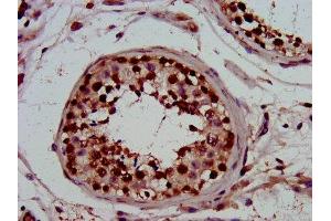 IHC image of ABIN7162855 diluted at 1:800 and staining in paraffin-embedded human testis tissue performed on a Leica BondTM system. (PIN4 抗体  (AA 1-131))